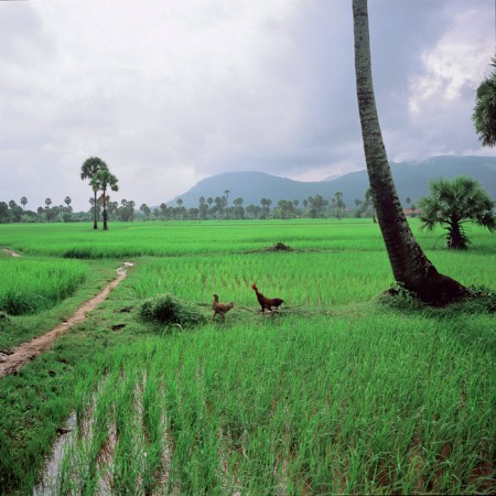Cambodge, Kampot, rizières