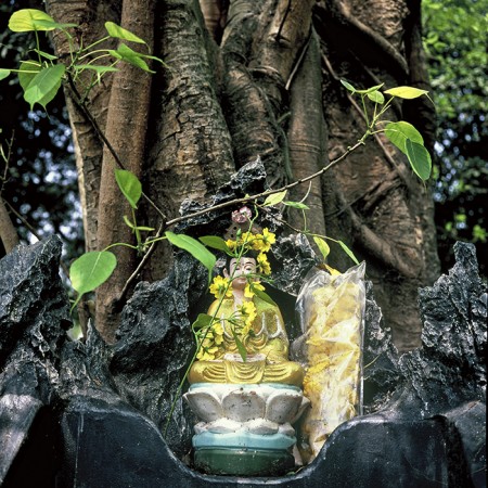 Hanoi, l'autel du banyan